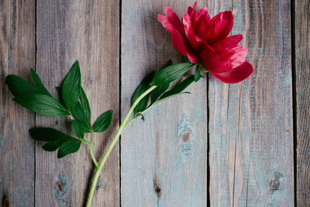 red peony flower on dark wooden background - Foto, Imagem