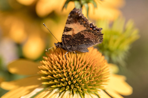 Geschilderde dame (Vanessa cardui), vlinder voeden met Zwarte ogen Susan (Rudbeckia hirta), in de tuin - Foto, afbeelding