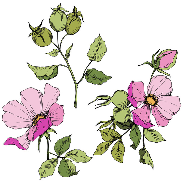 Wildflower rosa canina in a vector style isolated. Pink engraved ink art. - Vecteur, image