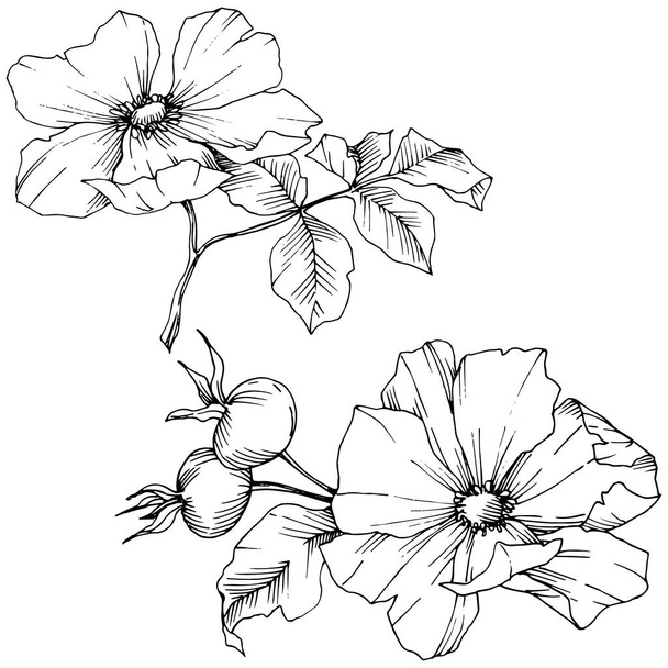 Flor silvestre rosa canina en un estilo vectorial aislado. Arte de tinta grabada en blanco y negro
. - Vector, imagen