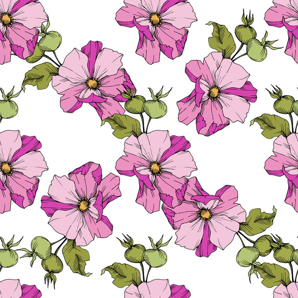 Fleur sauvage rosa canina dans un style vectoriel isolé. Encre gravée verte et rose art
. - Vecteur, image