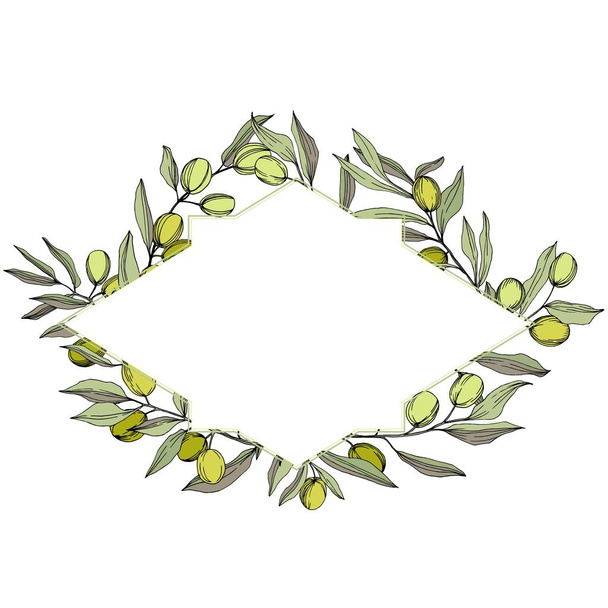 Olive tree in a vector style isolated. Green engraved ink art. - ベクター画像