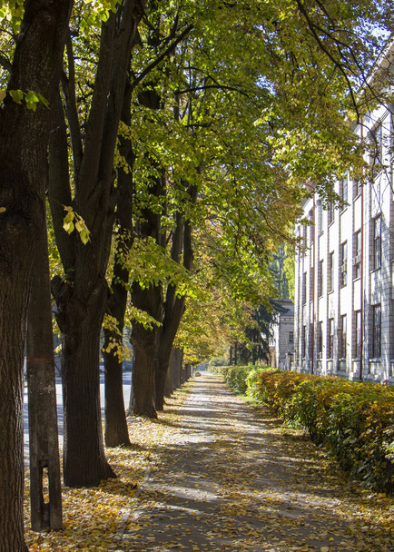 Autumn city street, yellow foliage in the trees and the sidewalk. - 写真・画像
