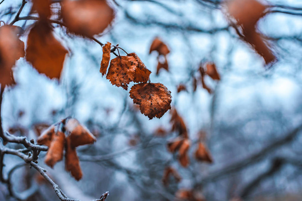 Branche listkami sucha blado pomarańczowy brzoza w szronu późnej jesieni - Zdjęcie, obraz
