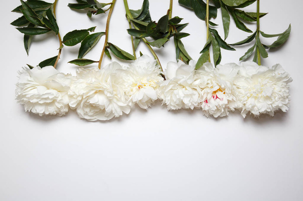 Flower border of white peonies. - Foto, afbeelding