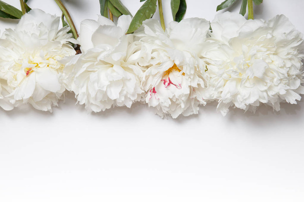 Flower border of white peonies. - Фото, изображение