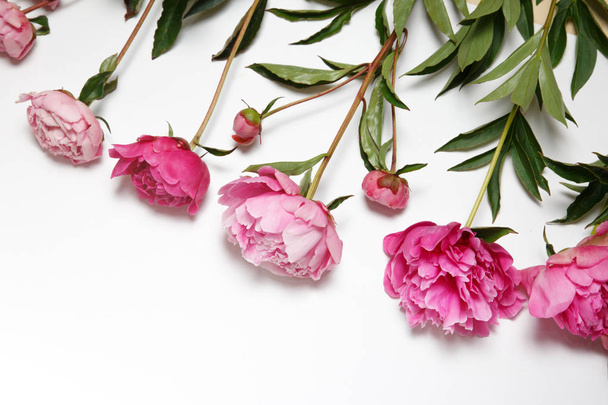 Pink peonies in a row lie on a white background. - Valokuva, kuva