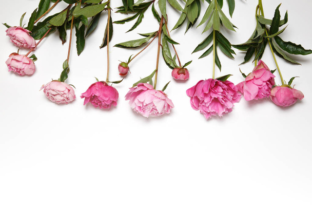 Pink peonies in a row lie on a white background. - Foto, afbeelding