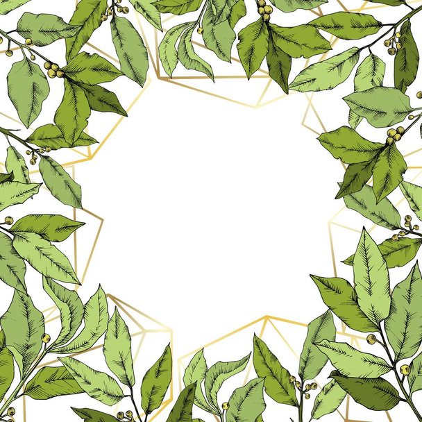 Vector green laurus leaf. Leaf plant botanical garden floral foliage. Frame border ornament square. - Vector, Image
