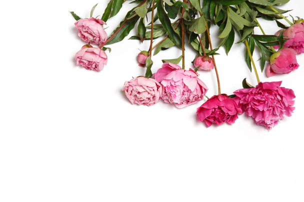 A bouquet of pink peonies lies on a white background. - 写真・画像