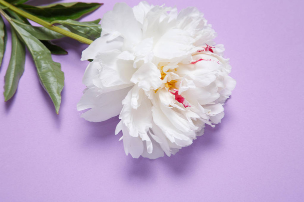 One white peony lies on a lilac background. - Φωτογραφία, εικόνα