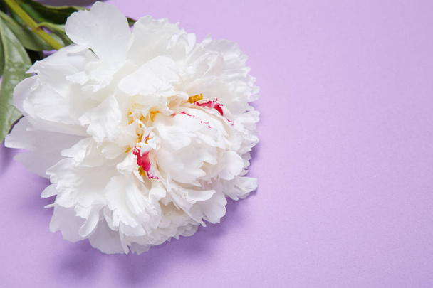 One white peony lies on a lilac background. - 写真・画像