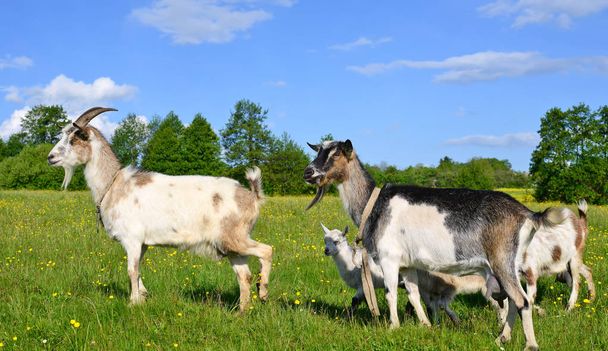 有機農場の牧草地でヤギ - 写真・画像