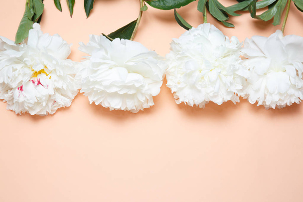 White peonies lie in a row against the background of salmon. - Photo, Image