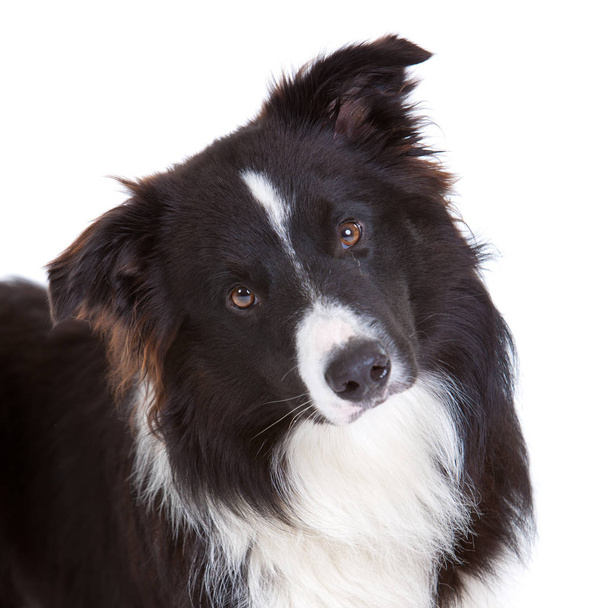 Beautiful young border collie on white background  - Photo, Image