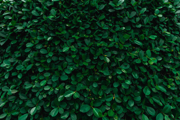 Backdrop and texture of green leaves natural wall. - Fotoğraf, Görsel