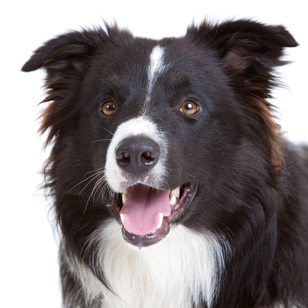Beautiful young border collie on white background - Photo, Image