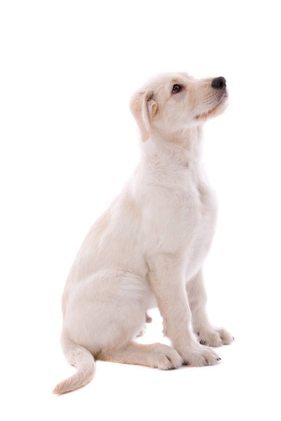 Adorable puppy of a swiss white shepherd dog - 写真・画像