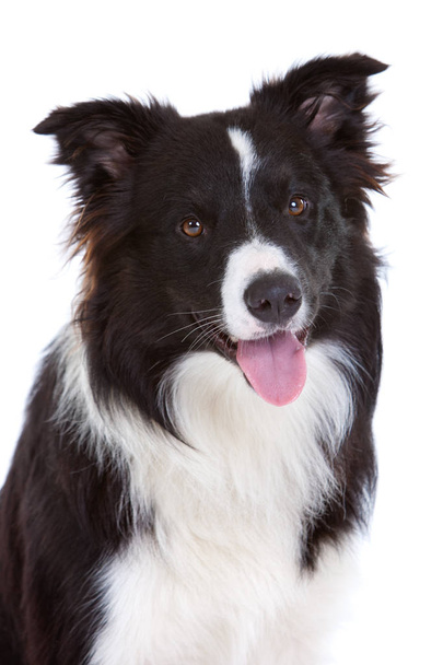 Beautiful young border collie on white background - Foto, immagini