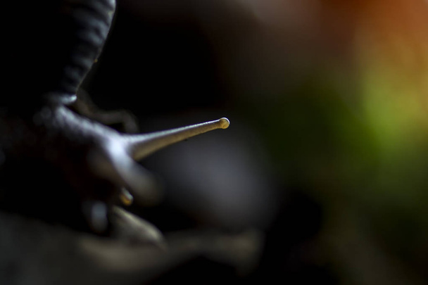 Ακραία κοντινής της πλοκάμι του σαλιγκαριού (pomatia ελίκων) με θολή φόντο. Τέλειο φόντο με ζώο στη φύση σκηνή για διαφημίσεις με κείμενο και. - Φωτογραφία, εικόνα