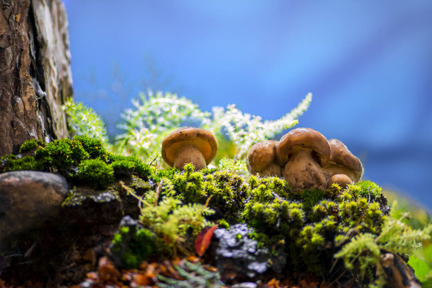 Mushroom (Suillus) family in the forest. Forest landscape with trees, bushes and moss against blue sky on blurred background. Low angle macro shot of fresh mushrooms in green moss - Photo, Image