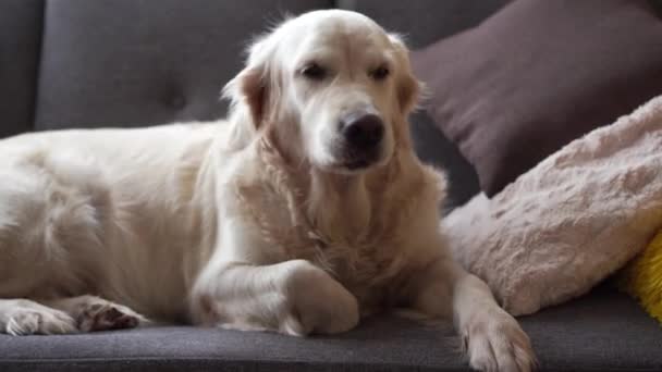 happy pet life at home - beautiful dog golden retriever resting on the sofa at home - Séquence, vidéo