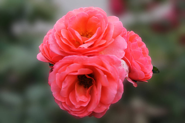 tři čajové růže jemné růžové barvy na pozadí tmavě zelené izolované - Fotografie, Obrázek