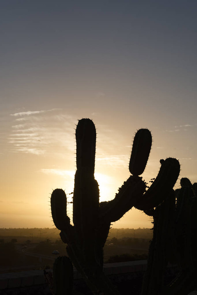 cactus silhouette on the sun set - Photo, Image