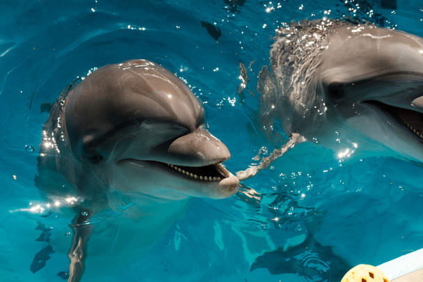 Porträt eines glücklich lächelnden Großen Tümmlers im blauen Wasser. Delfintherapie - Foto, Bild