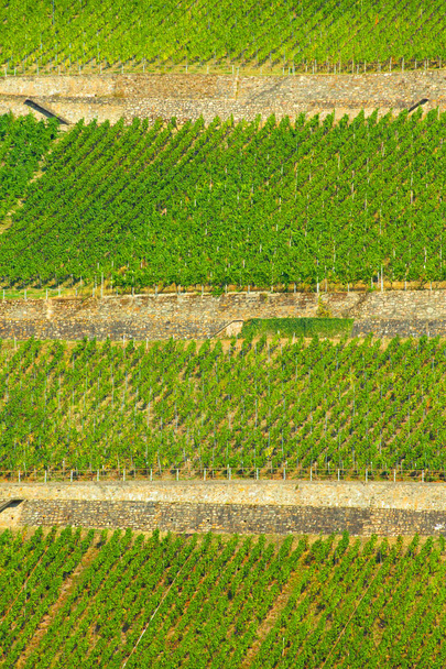Beaux vignobles à plusieurs niveaux le long du Rhin en Allemagne
 - Photo, image