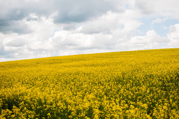 Field of flowering mustard and sky - Fotografie, Obrázek