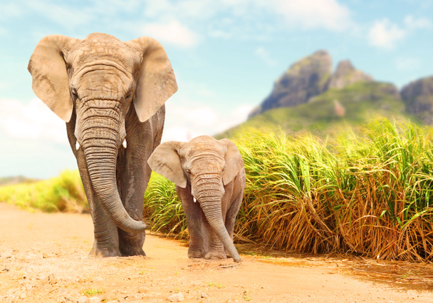 Elefantes africanos de Bush - Familia africana de Loxodonta caminando por la carretera en la reserva de vida silvestre. Saludo desde Africa
. - Foto, Imagen