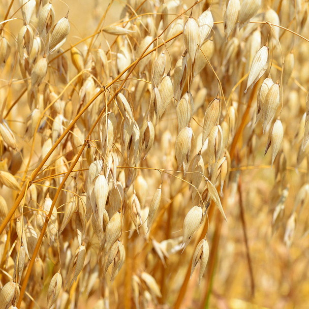 農村景観における麦の茎 - 写真・画像