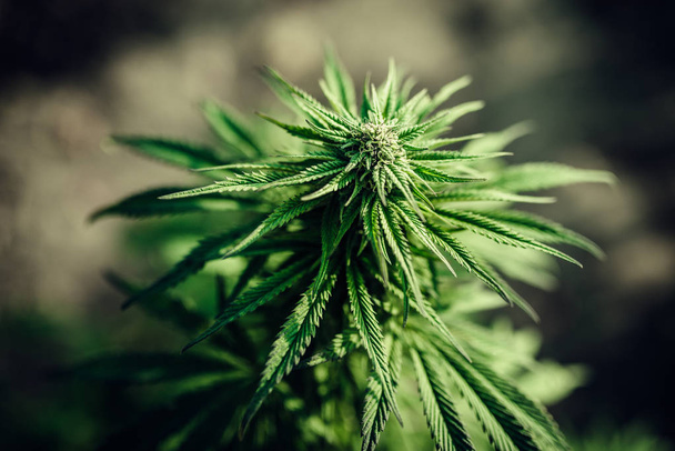 krásné foto konopí rostliny marihuany detail, velké pupeny a trichomy - Fotografie, Obrázek