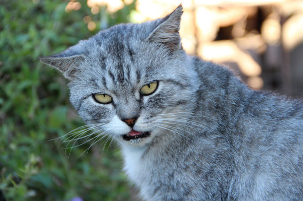 Scozzese gatto dritto guardando intorno in cortile. Bellissimo gatto dritto scozzese. Animali domestici - Foto, immagini