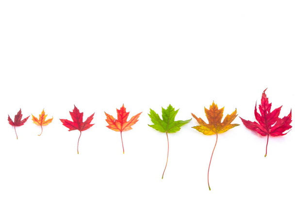 A beautiful fall or autumn season background with a row of colorful and vibrant maple leaves of various sizes isolated on a white background including red, green, orange and yellow. - Photo, Image