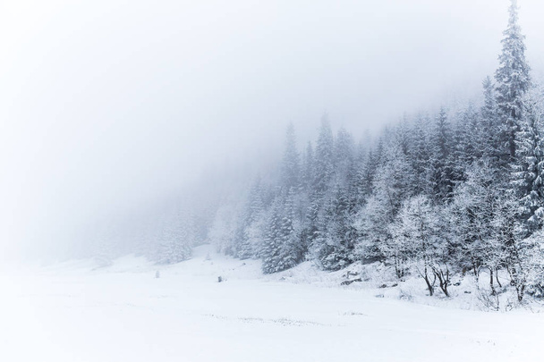 Winterweißes Waldpanorama mit Schnee in der Tatra, weihnachtlicher Hintergrund. panoramische schöne Winter inspirierende Landschaft Blick. - Foto, Bild