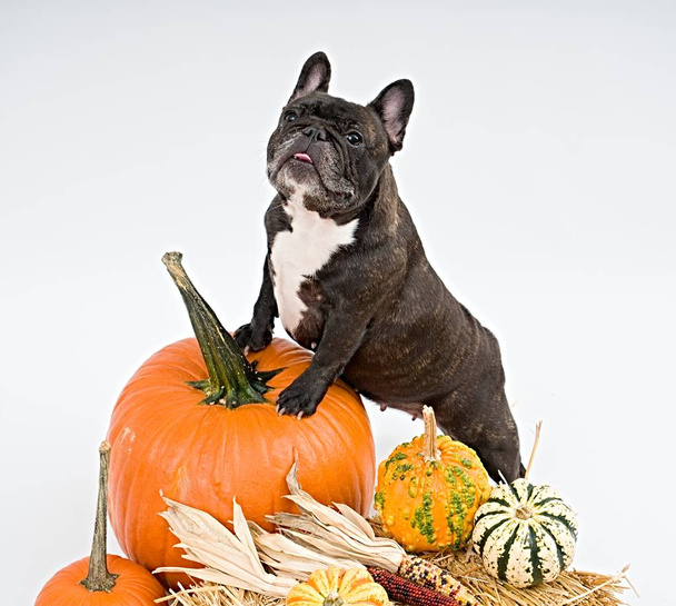 French bulldog and pumpkins on white background                                    - Photo, Image