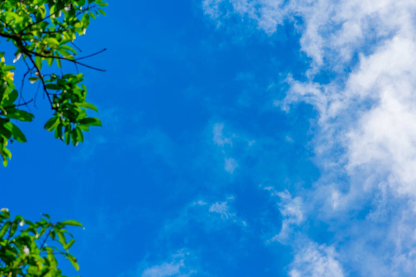 Korkeiden puiden katos, joka kehystää kirkasta sinistä taivasta auringon paistaessa läpi. Luonnonmaisema. Kesätausta. Taustakuva, banneri, kuvioitu elementti. Moderni tyyli koriste raja käsite
. - Valokuva, kuva