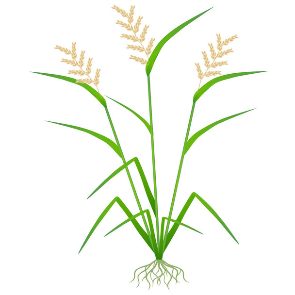 Rice plant with roots isolated on white background. - Wektor, obraz