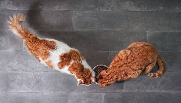 two cute tabby cats eating together dry food from a white bowl seen from a high angle view on a stone background with copy space. - Photo, Image