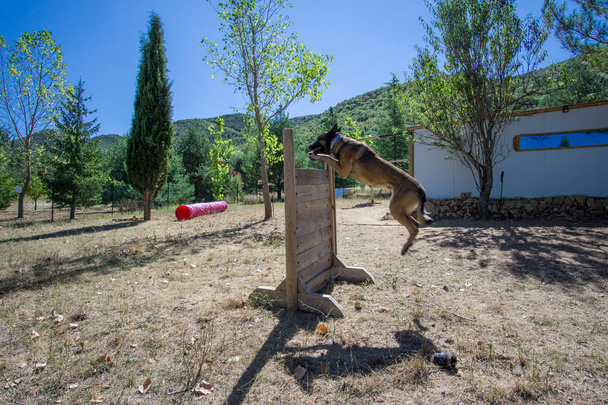 Портрет прыгающего чистокровного бельгийского пастуха Малинуа
 - Фото, изображение