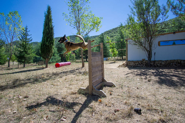 chien de berger de race belge malinois dans un entraînement d'agilité, chien de police
 - Photo, image