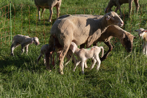 newborn lamb after mother sheep giving birth in springtime meadow in south germany sunny evening - Photo, Image
