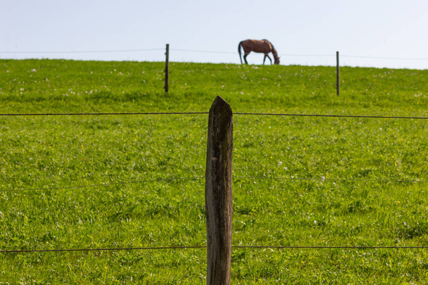 春緑の草の牧草地で、牧草地のフェンス - 写真・画像