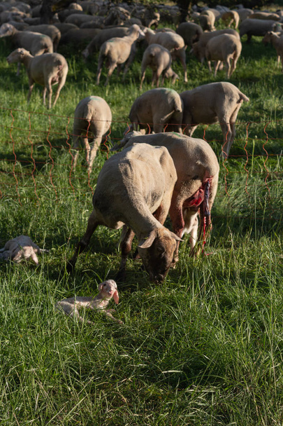 novorozené jehně po matce ovce rodí v jarní louce v jižním Německu slunečno večer - Fotografie, Obrázek
