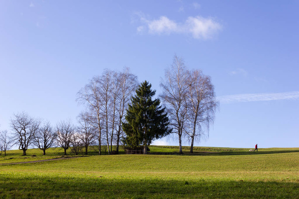 paisaje con el hombre caminando y árbol en el cielo azul en diciembre advenimiento día soleado en el sur de Alemania campo rural cerca de la ciudad munich y stuttgart
 - Foto, imagen