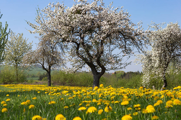 appletree dandelion wiosna kwitnąca łąka w południowej dnia skay niebieski pejzaż Niemcy - Zdjęcie, obraz