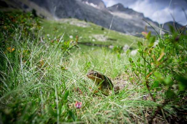 muotokuva Välimeren vihreä sammakko, villi luonto
 - Valokuva, kuva