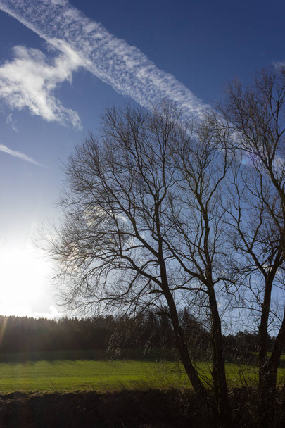 árbol en el cielo azul en diciembre advenimiento día soleado en el sur de Alemania campo rural cerca de la ciudad munich y stuttgart
 - Foto, imagen